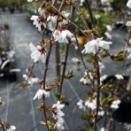 Čerešňa okrasná (Prunus serrulata) ´SNOW FOUNTAIN´ výška: 120-150 cm, obvod kmeňa 8/10 cm, kont. C15L